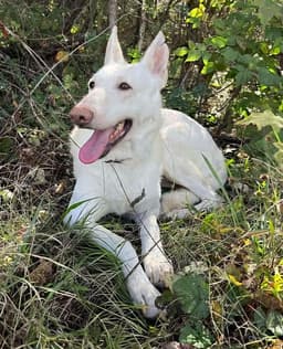 Sugar Not At The Shelter image 2