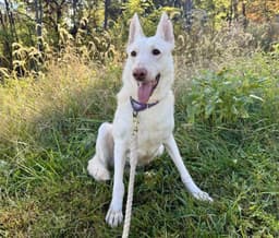 Sugar Not At The Shelter image 3