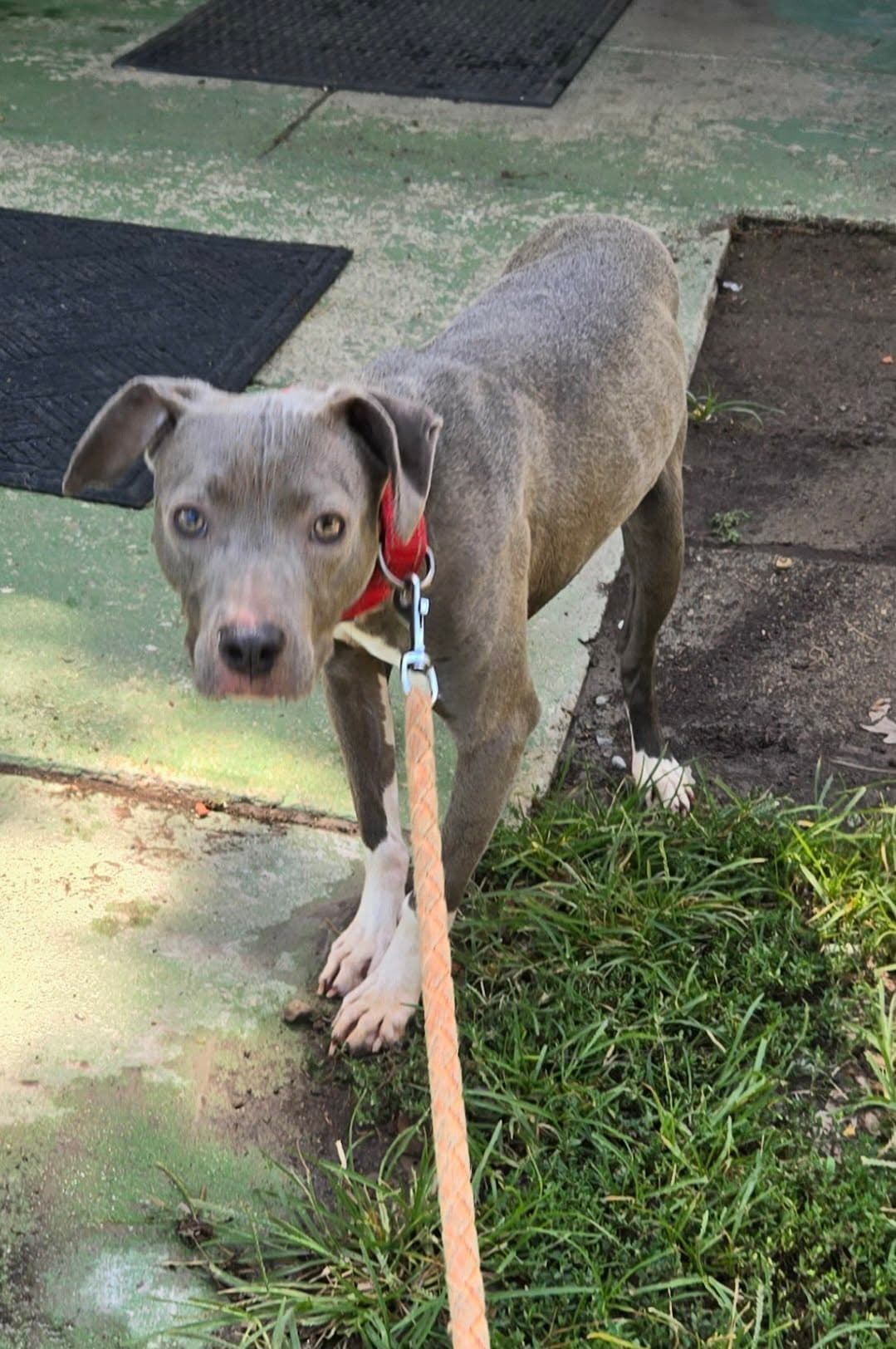 Honda - At Shelter Available - Pit Bull Terrier