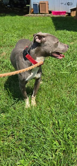 Honda - At Shelter Available image 3