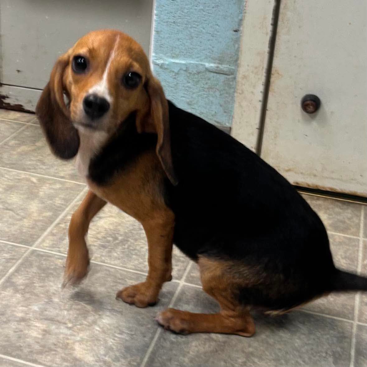 Polly Aka Life Not At Shelter Sharrie - Beagle