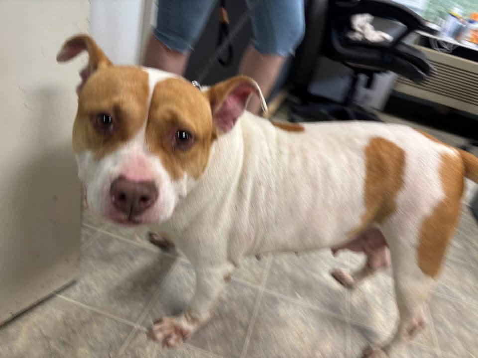 Miss Piggy - At Shelter Available - Pit Bull Terrier