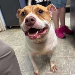 Miss Piggy - At Shelter Available image 2