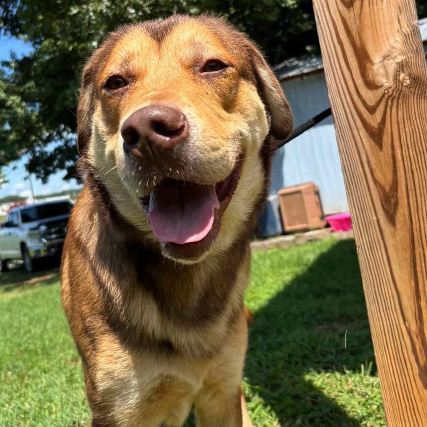 Troy - At Shelter Available - Labrador Retriever