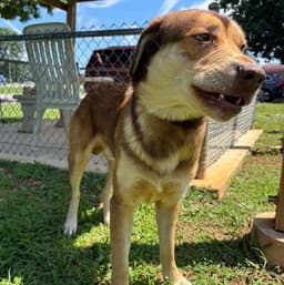 Troy - At Shelter Available image 2