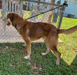 Troy - At Shelter Available image 3