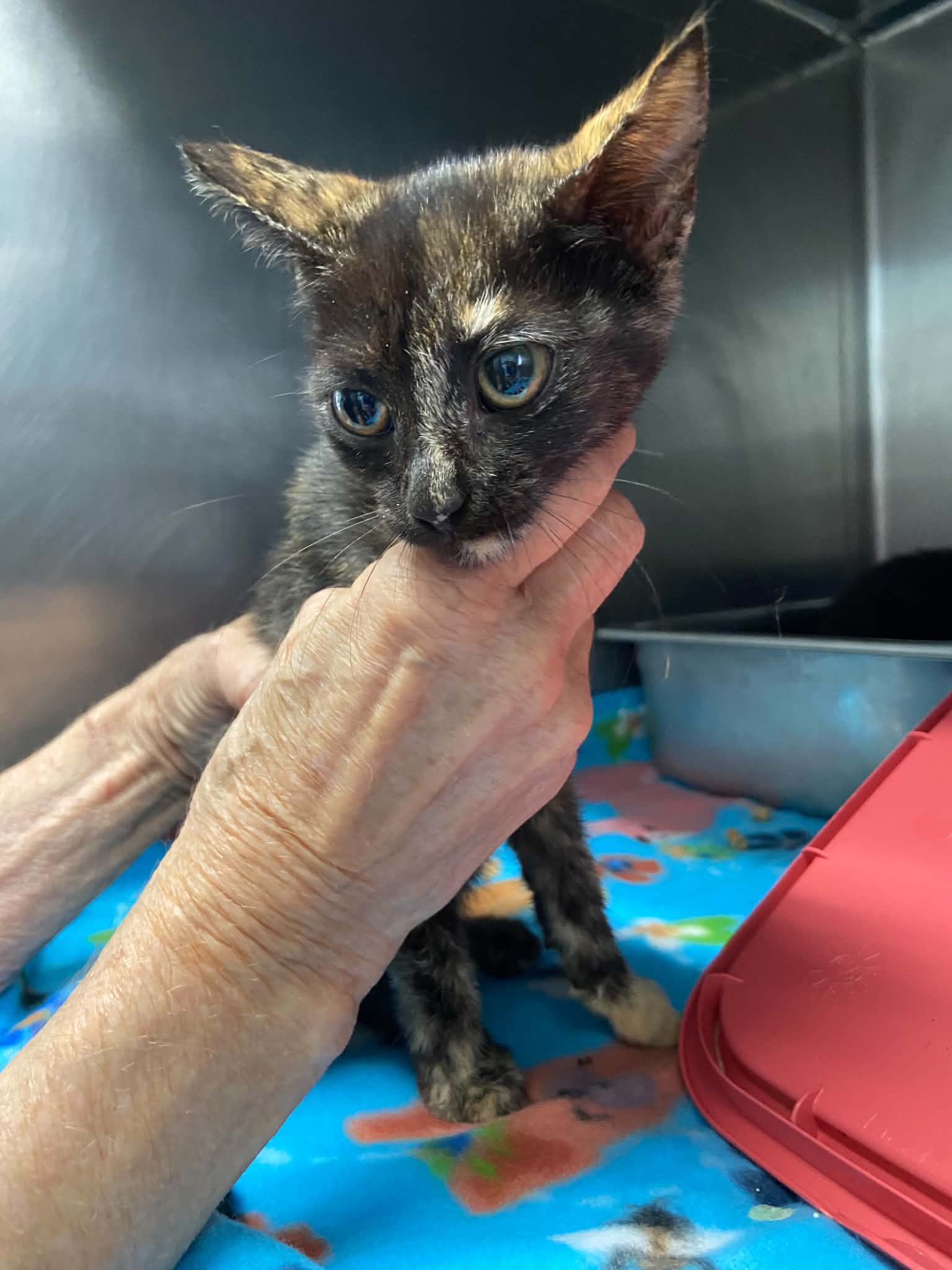 Moirg - At Shelter - Domestic Short Hair