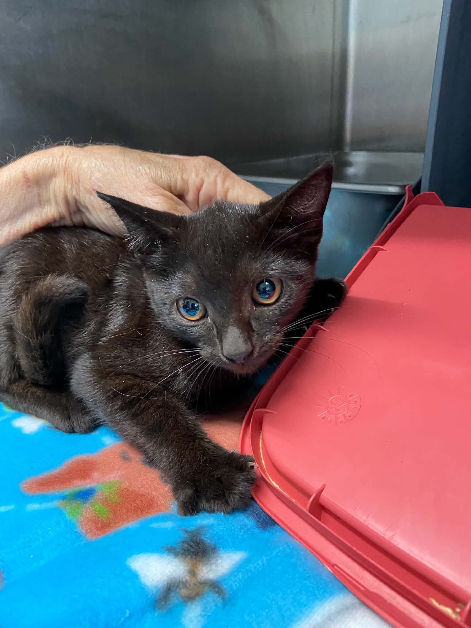 Jocelyn - At Shelter - Domestic Short Hair