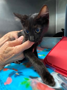 Twyla - At Shelter image 1