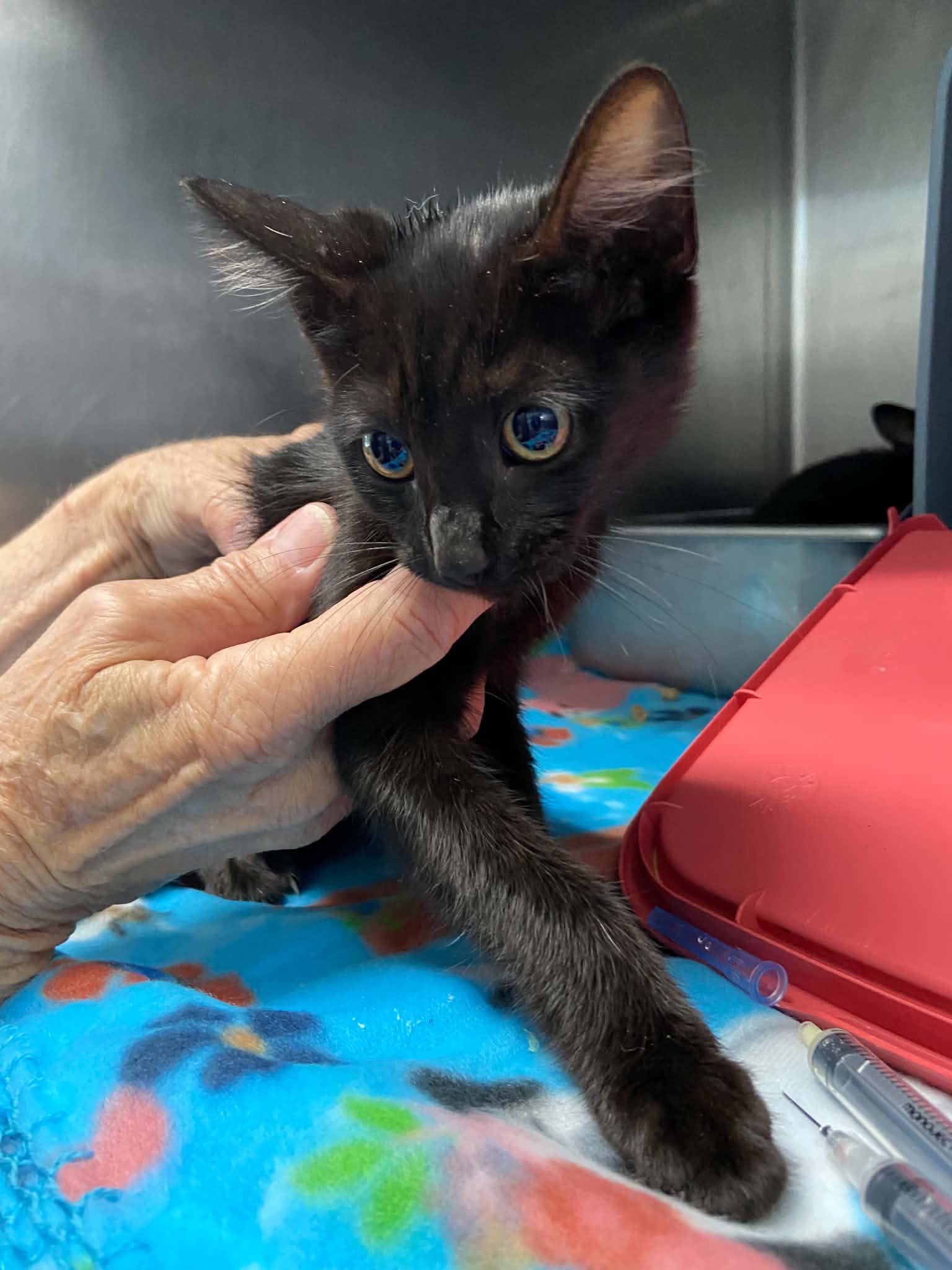 Twyla - At Shelter - Domestic Short Hair