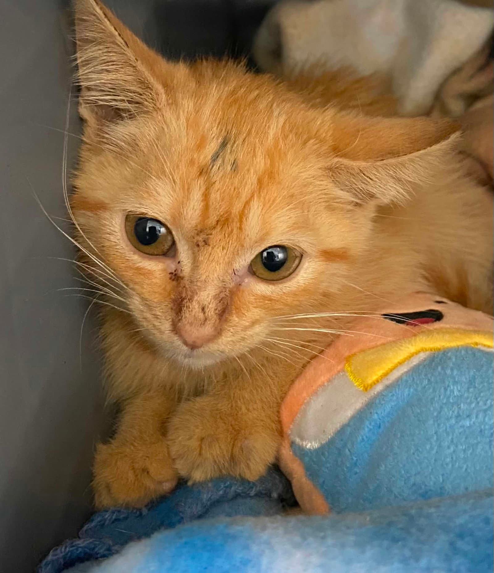 Janijin - At Shelter - Domestic Short Hair
