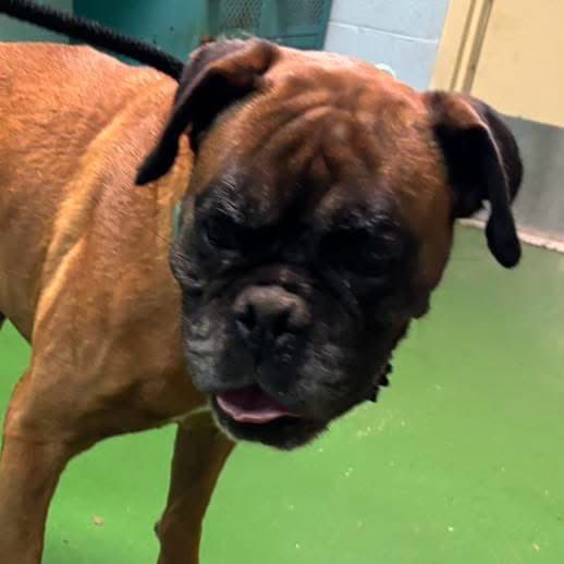 Charley Jo - At Shelter - Boxer