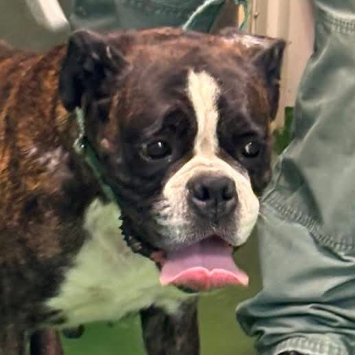 Emily Ann - At Shelter - Boxer