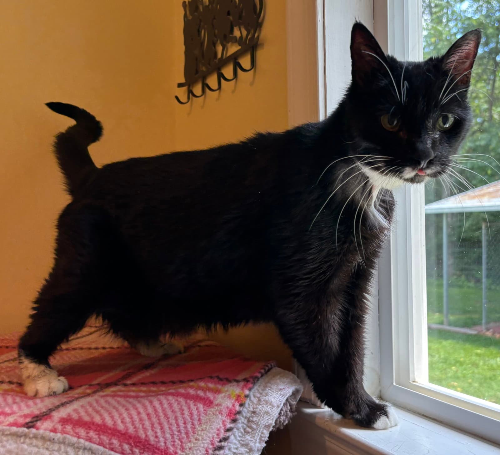 Bridget Not At The Shelter Cindy - Domestic Short Hair