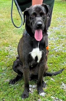 Smokey - At Shelter image 1