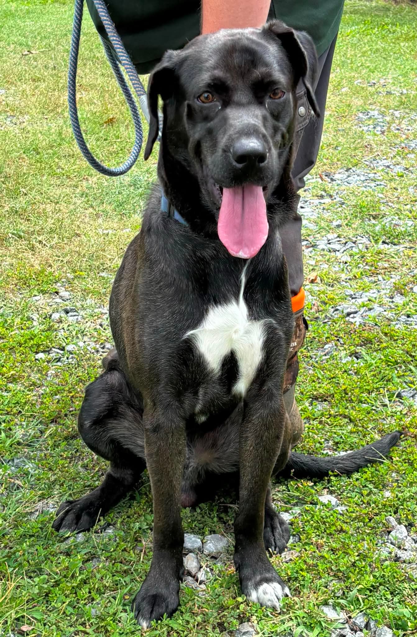 Smokey - At Shelter - Great Dane