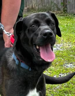 Smokey - At Shelter image 2