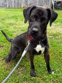 Smokey - At Shelter image 3