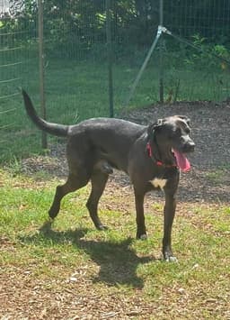 Smokey - At Shelter image 4