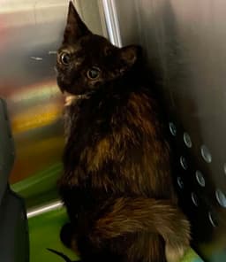 Wendy - At Shelter image 1