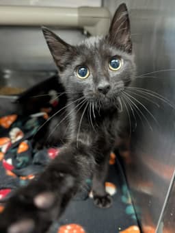 Doodlebug - At Shelter image 1