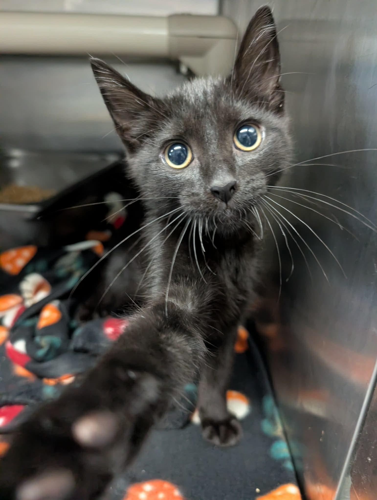 Doodlebug - At Shelter - Domestic Short Hair