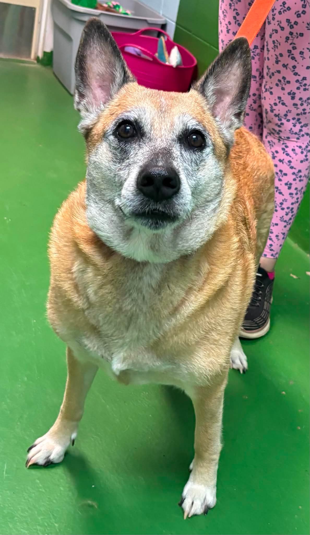 Estella - At Shelter - Elkhound
