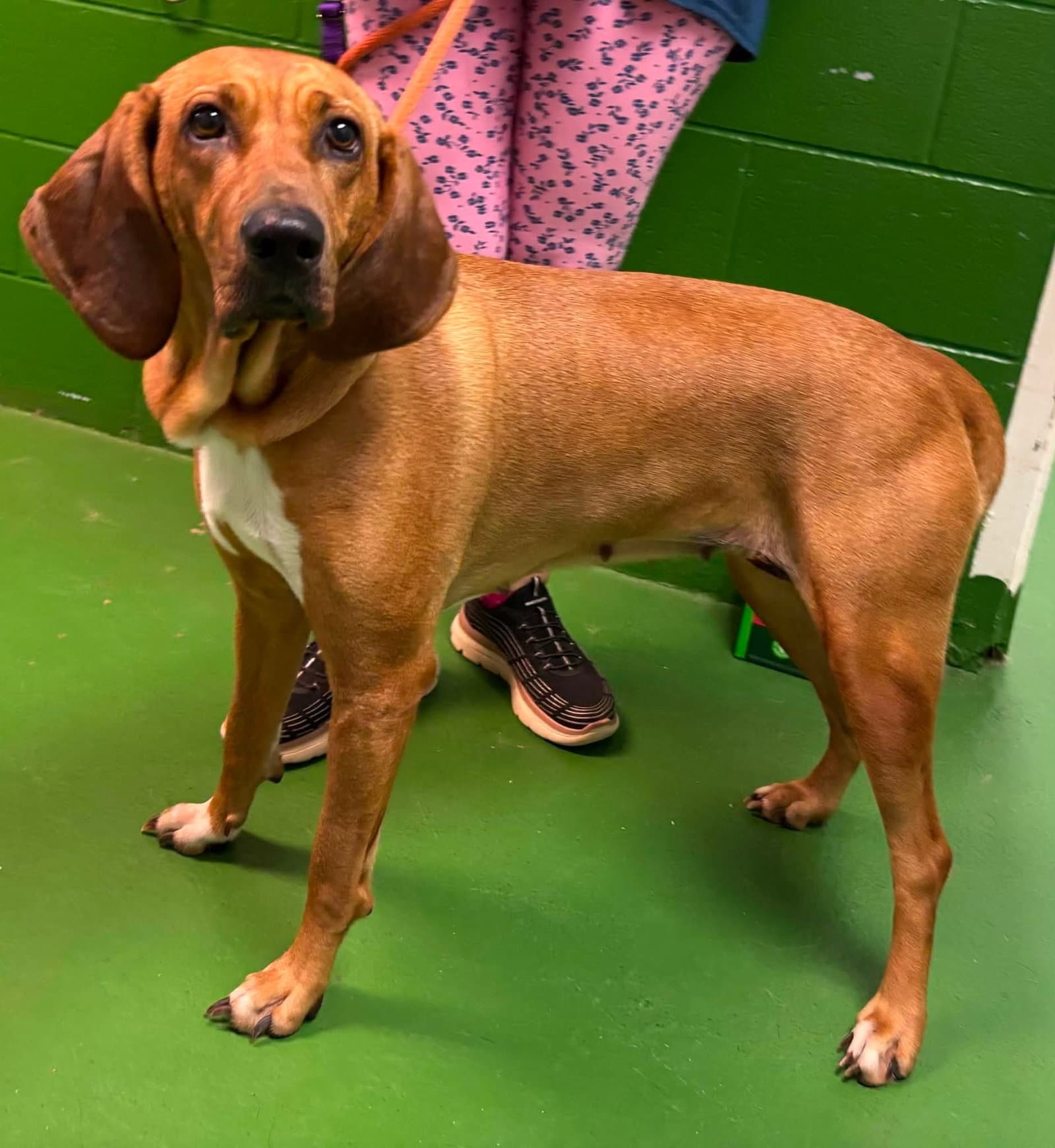 Bailey At Shelter - Bloodhound