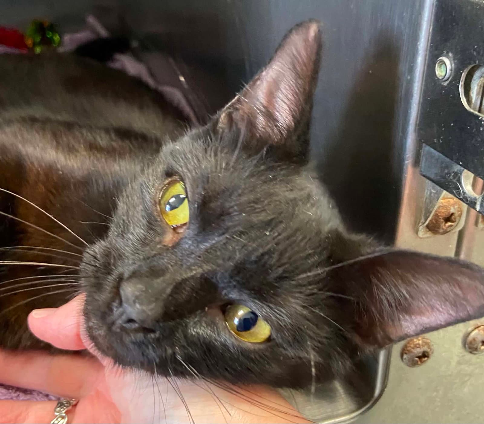 Jackson - At Shelter - Domestic Short Hair