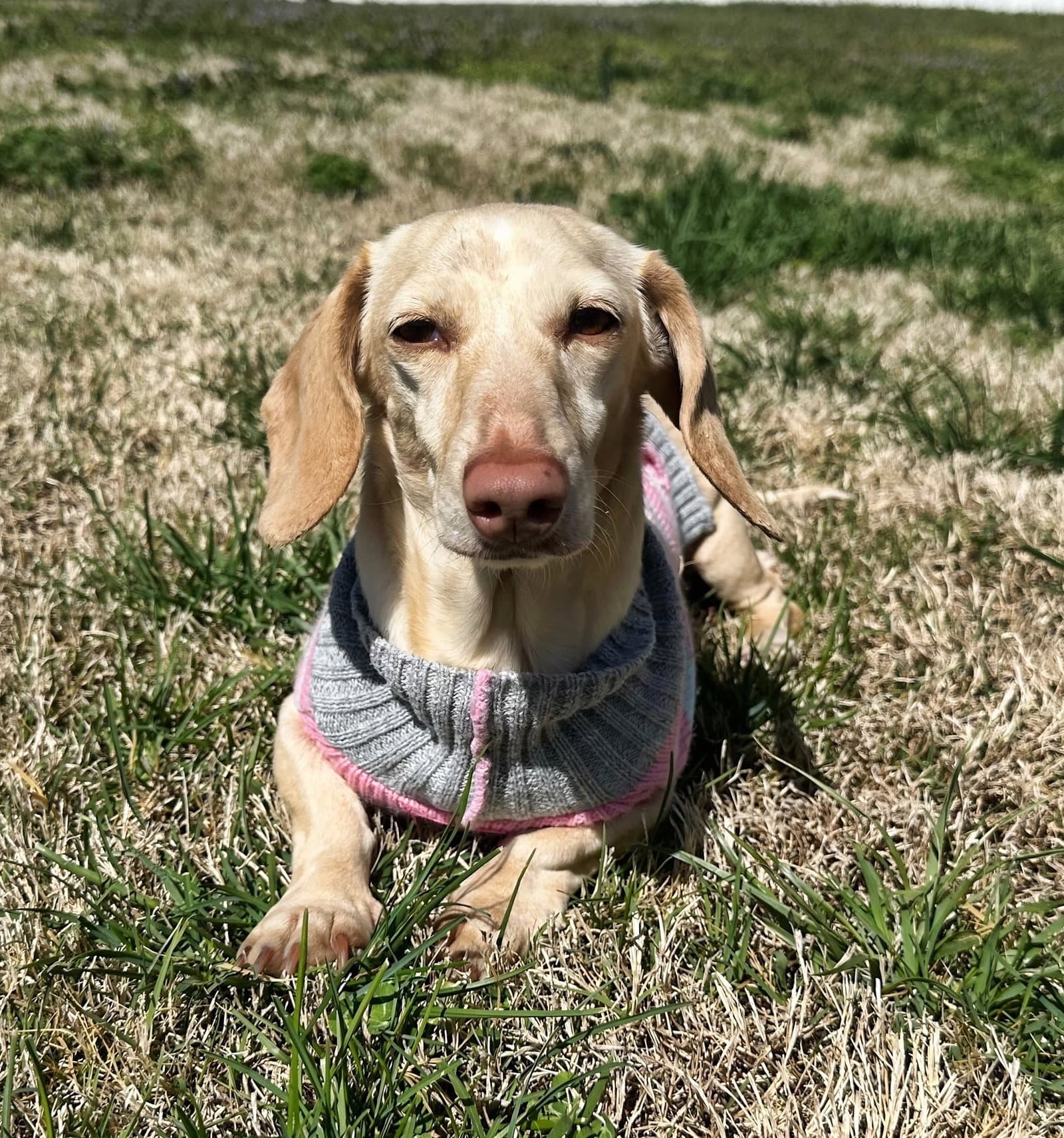 Luna In Ky - Dachshund