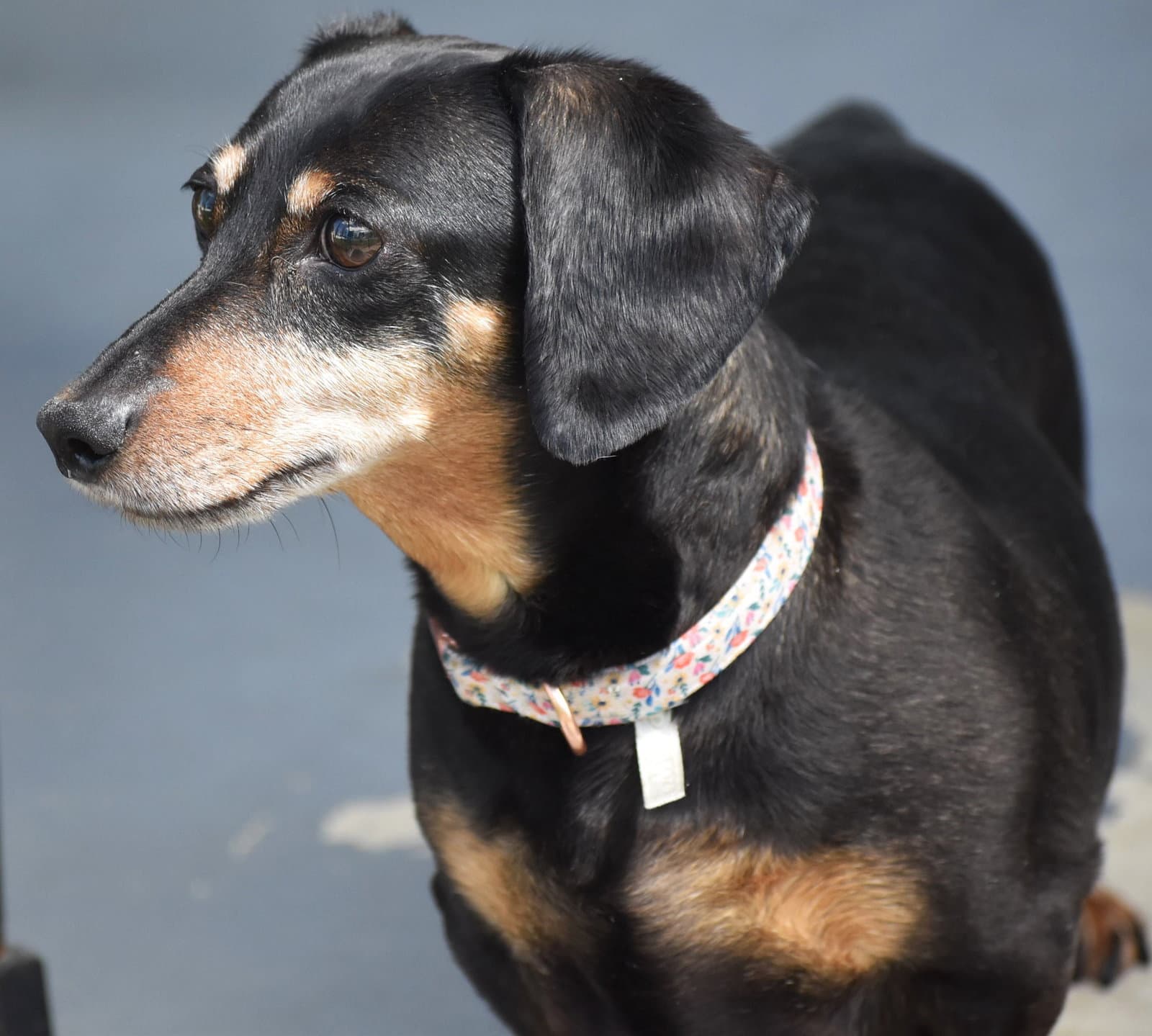 Dixie In Tn Looking For A Forever Foster - Dachshund