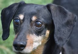 Dixie In Tn Looking For A Forever Foster image 2