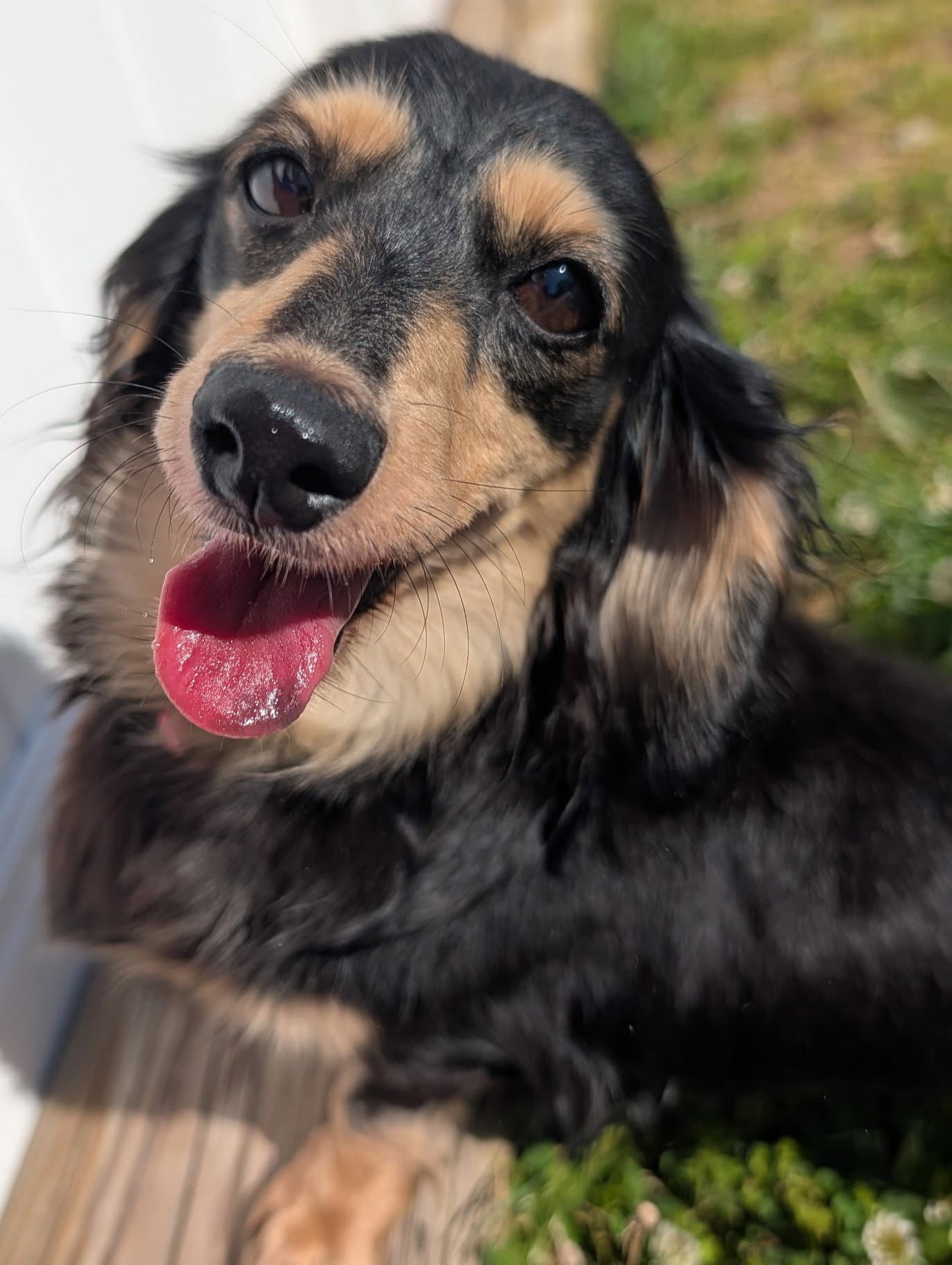 Skylar In Tn - Dachshund