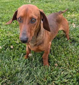 Hugo In Tn image 2