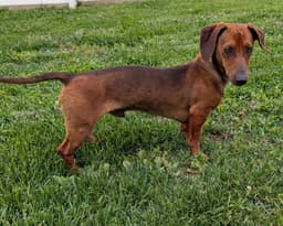 Hugo In Tn image 3