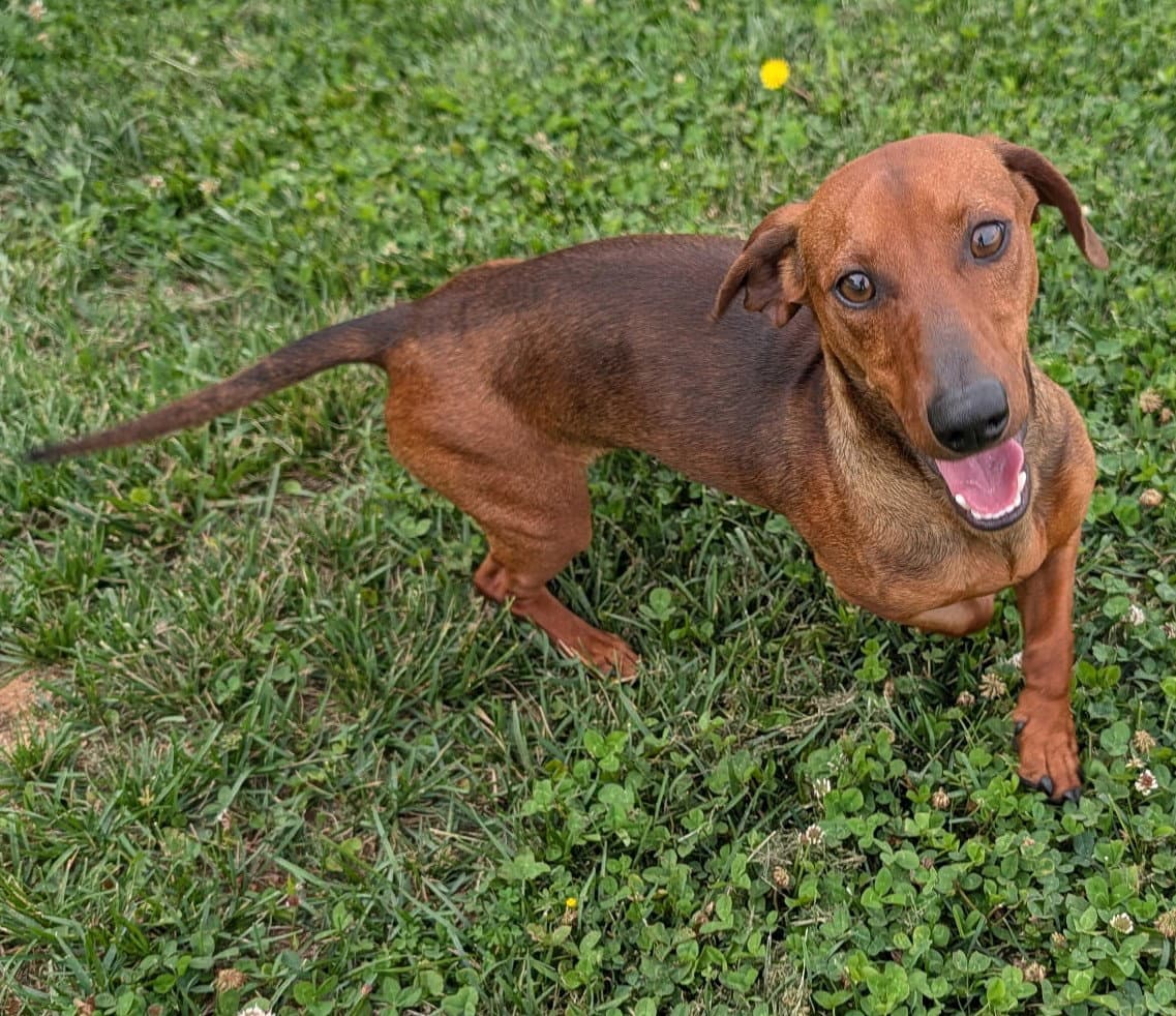 Hugo In Tn - Dachshund