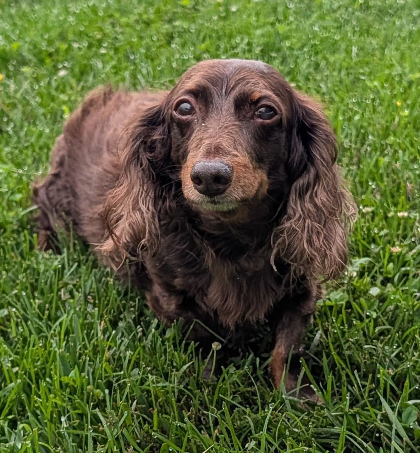 Winston Aka Winnie In Ny - Dachshund