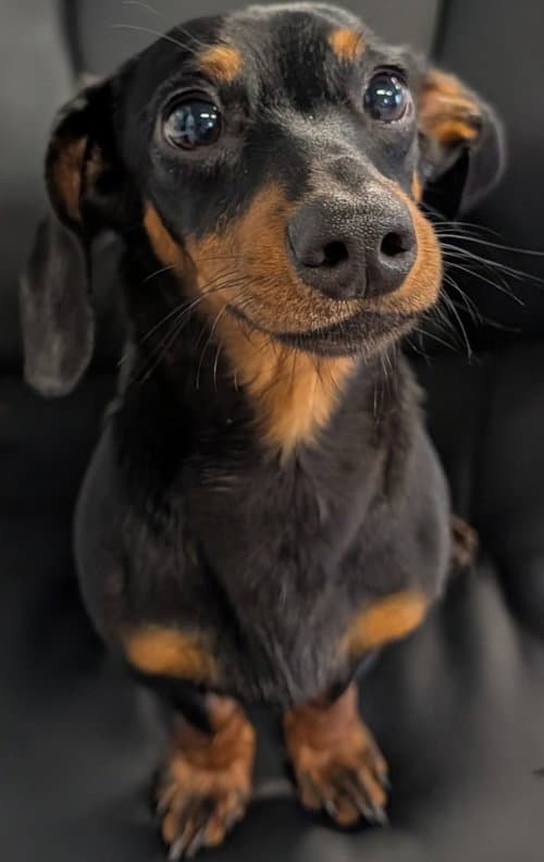 Diesel In Ny - Dachshund