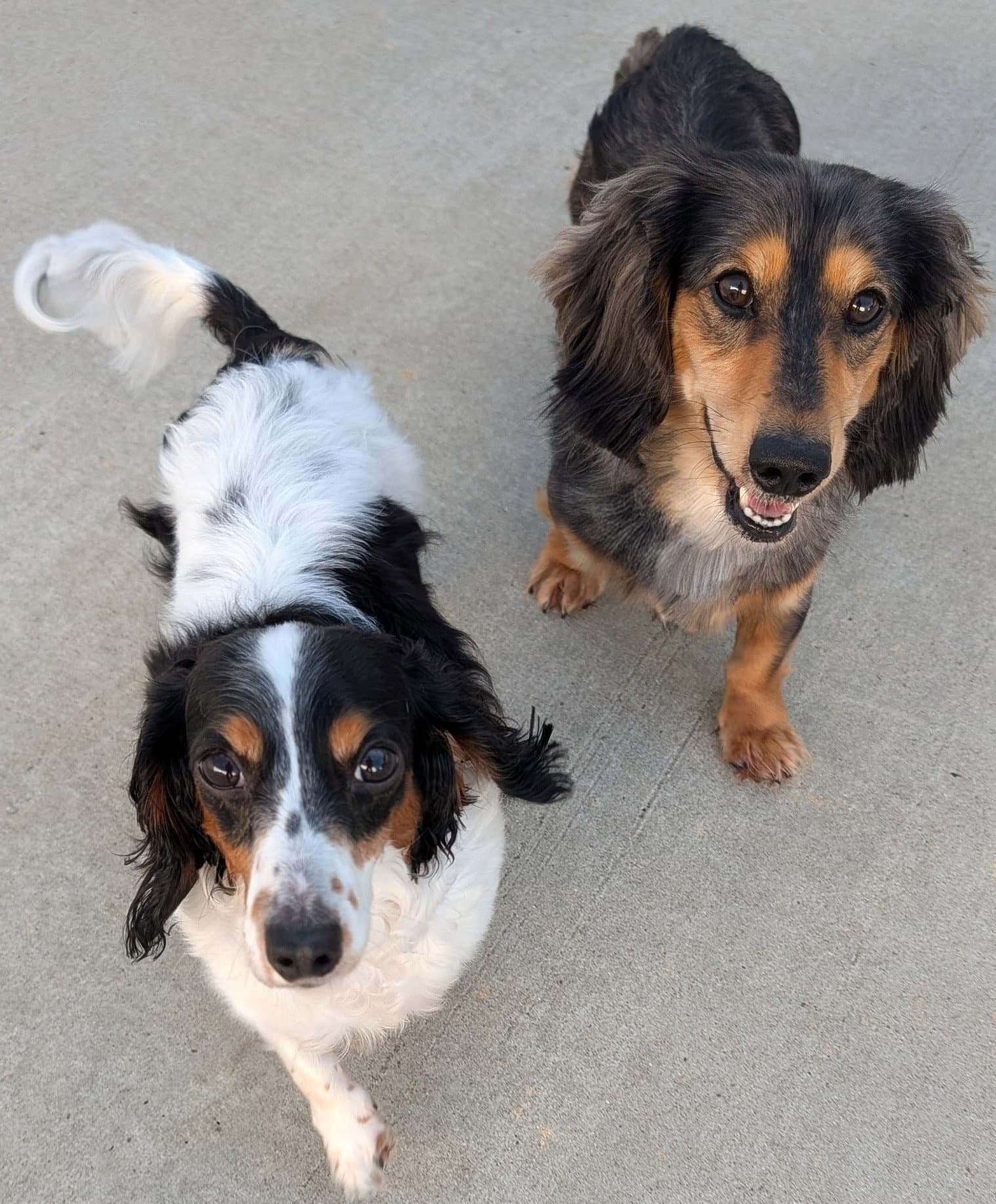 Frank-E And Chimmey In Sc - Dachshund