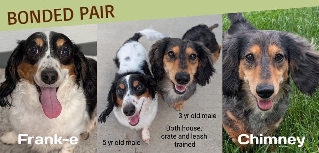 Frank-E And Chimmey In Sc - Dachshund
