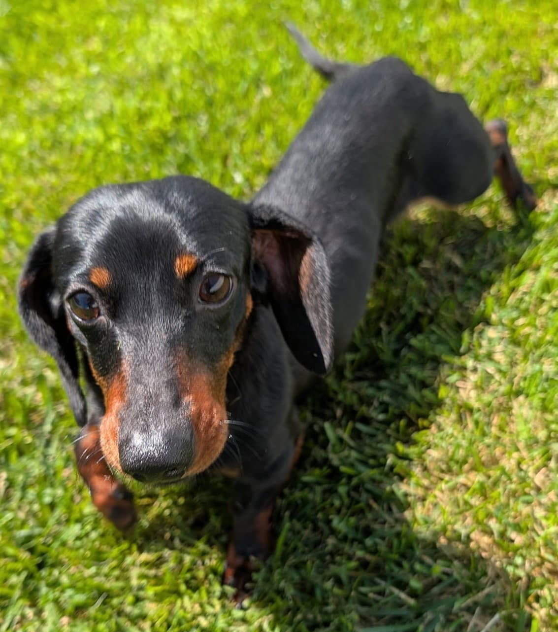 Thomas In Tn - Dachshund