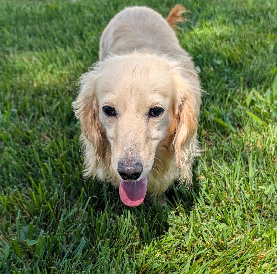 Anna In Sc - Dachshund