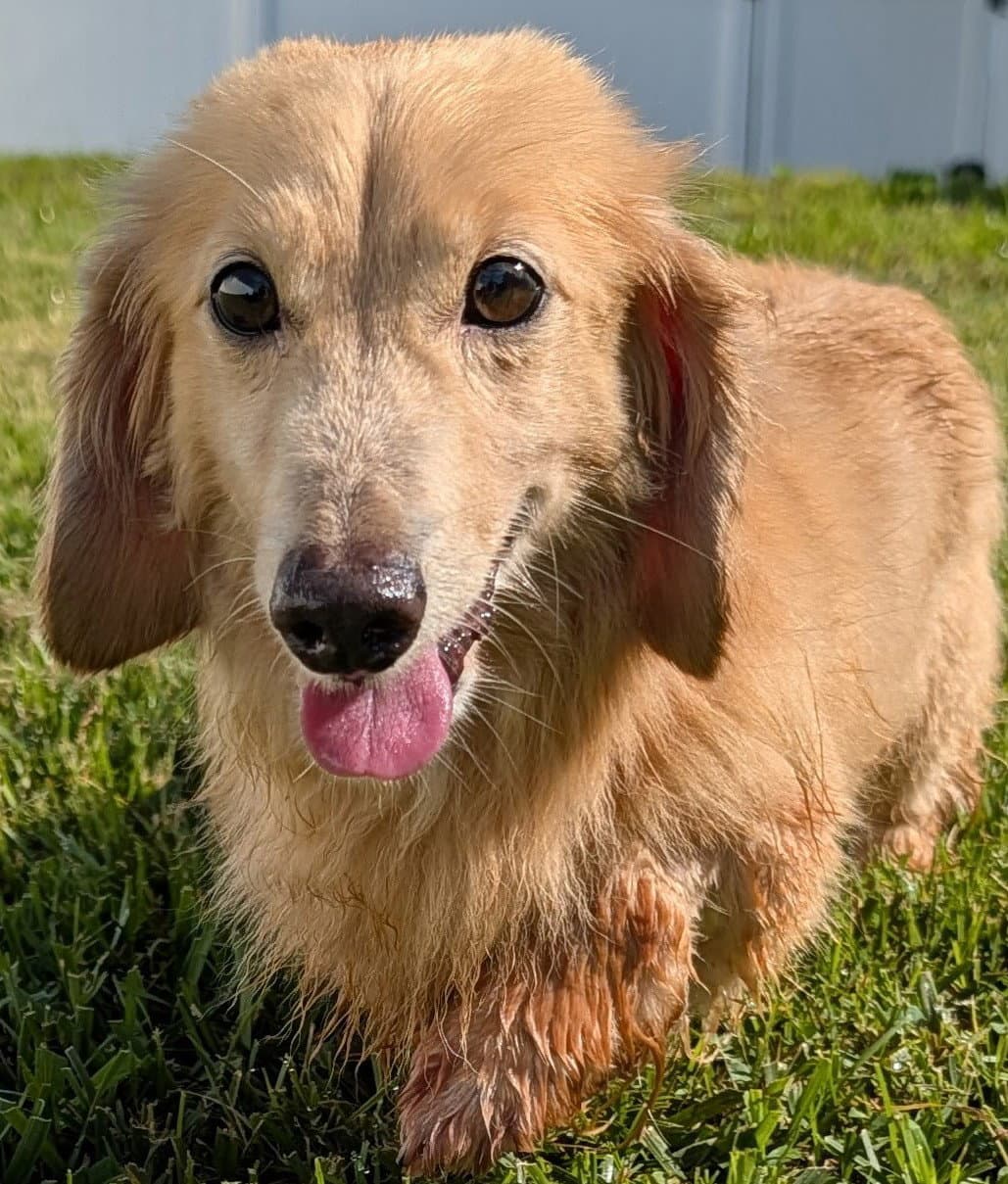 Adam In Tn - Dachshund