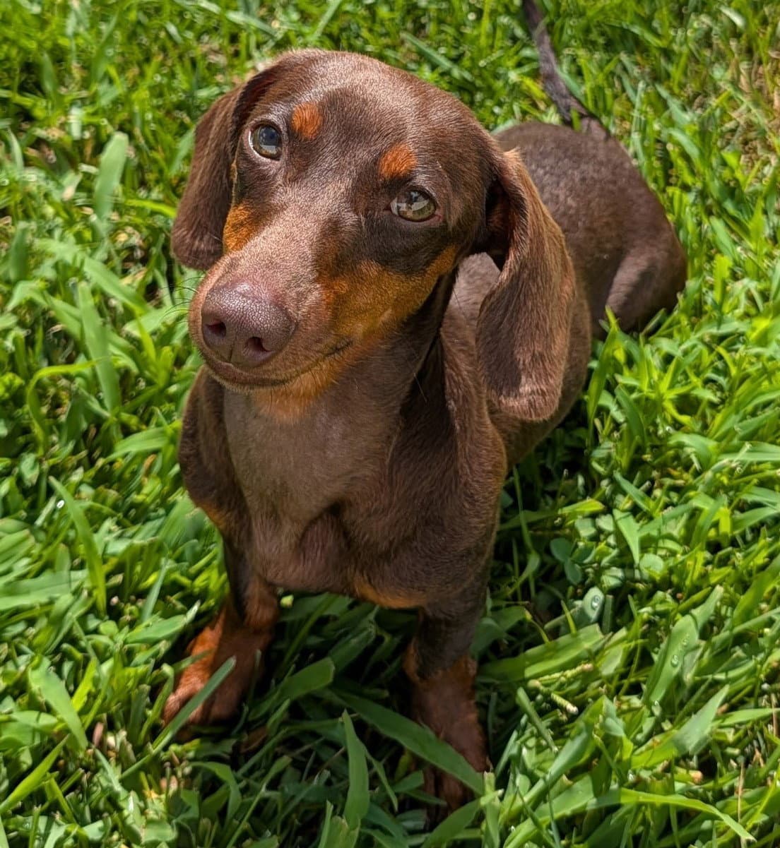 Ruby In Tn - Dachshund