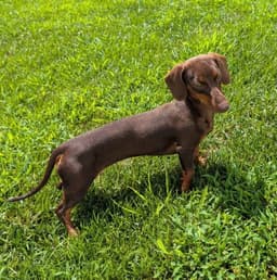 Ruby In Tn image 2
