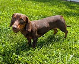 Ruby In Tn image 4