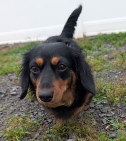 Roxie In Tn image 1