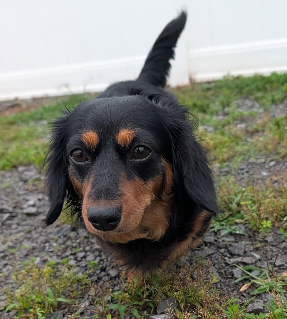 Roxie In Tn