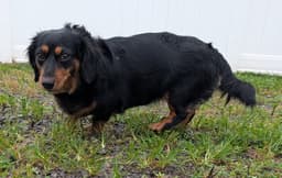 Roxie In Tn image 2