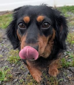 Roxie In Tn image 3